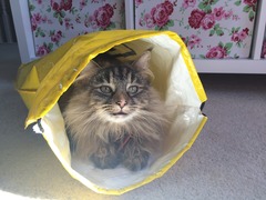 Tell us about (or show us!) the funniest places you've found your pet for a chance to win a Christmas hamper worth £100 and a copy of Oi Frog! by Kes Gray and Jim Field.