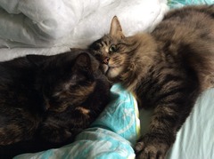 Maine Coons and re-catting.