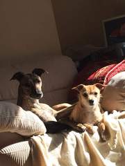 Jack Russell / Chihuahua cross?