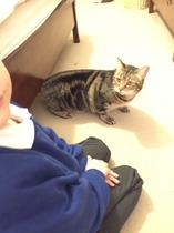 We're picking up our rescue cats TODAY!!