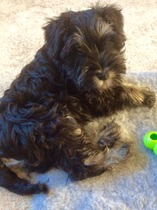 We've chosen our puppy!!! Talk me through the first few days please