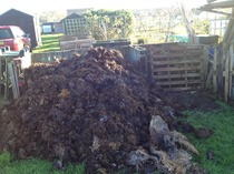 Allotment /Veg patch  thread 4 "Lettuce and Peppers and Pears OH MY!"