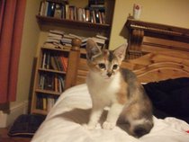 Kittens. Come and share your photos!