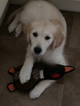 We've chosen our puppy!!! Talk me through the first few days please