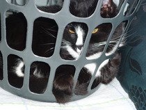 Tell us about (or show us!) the funniest places you've found your pet for a chance to win a Christmas hamper worth £100 and a copy of Oi Frog! by Kes Gray and Jim Field.