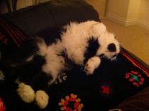 Cats & Sofas