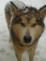 Brave Babes - Wrapping up for a Wonderful Winter