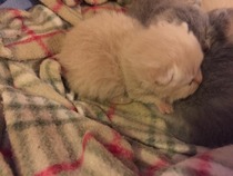 Kittens