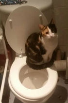 Tell us about (or show us!) the funniest places you've found your pet for a chance to win a Christmas hamper worth £100 and a copy of Oi Frog! by Kes Gray and Jim Field.