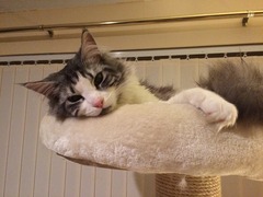 Maine Coons and re-catting.