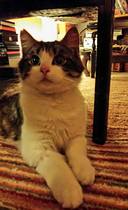 Should I get a cat?