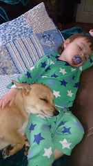 Jack Russell / Chihuahua cross?