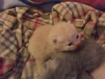 Kittens