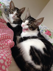 Kittens. Come and share your photos!