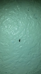 Bedbugs? Urgent
