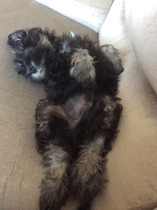 We've chosen our puppy!!! Talk me through the first few days please