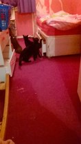 New kittens