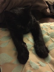 Cats & Sofas