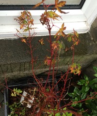 Acer Help Please!