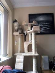 Ragdoll