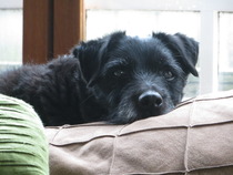 Tell us about (or show us!) the funniest places you've found your pet for a chance to win a Christmas hamper worth £100 and a copy of Oi Frog! by Kes Gray and Jim Field.