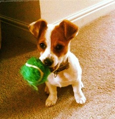 Jack Russell / Chihuahua cross?