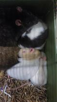 New baby! (rat)