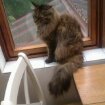 Maine Coons and re-catting.
