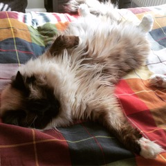 Thinking of getting a Ragdoll -advice please