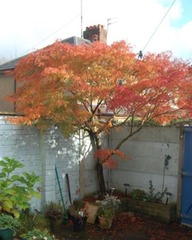 Acer Help Please!