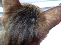 Is this a cat bite?
