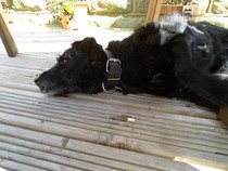 Tell us about (or show us!) the funniest places you've found your pet for a chance to win a Christmas hamper worth £100 and a copy of Oi Frog! by Kes Gray and Jim Field.