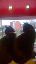 Kittens. Come and share your photos!