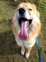To rehome my dog