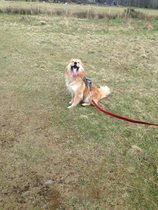 To rehome my dog