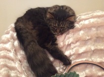 Update on life with the kitten cat flu compound .....