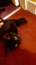 New kittens