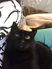 Cats & Sofas