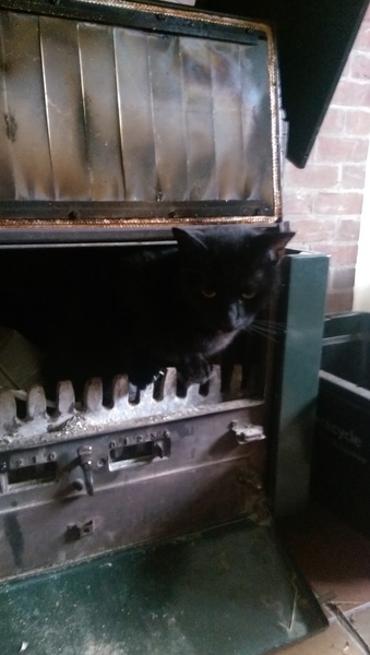 Tell us about (or show us!) the funniest places you've found your pet for a chance to win a Christmas hamper worth £100 and a copy of Oi Frog! by Kes Gray and Jim Field.