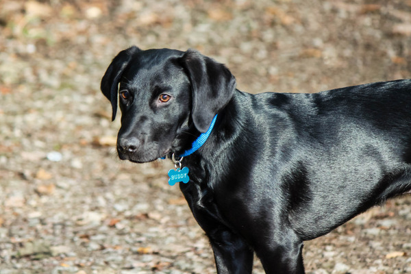 What do you feed your (slightly rounded) labrador, please?