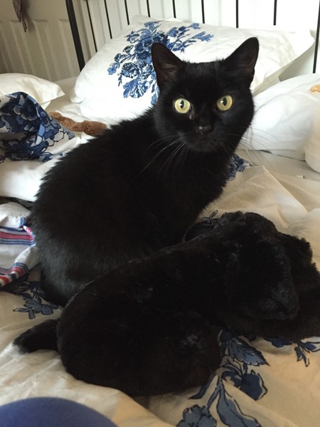 Ollie and cat flu