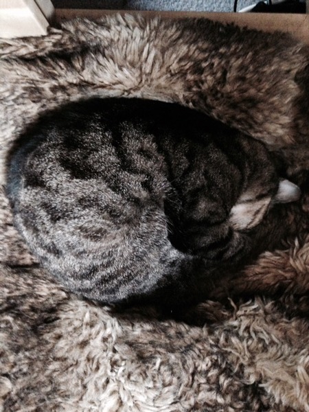 Look at my Precious Baby Fur Princess