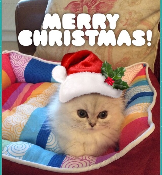 Festive kitties