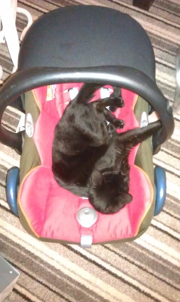 Tell us about (or show us!) the funniest places you've found your pet for a chance to win a Christmas hamper worth £100 and a copy of Oi Frog! by Kes Gray and Jim Field.