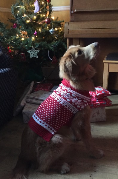 Happy Christmas pics!
