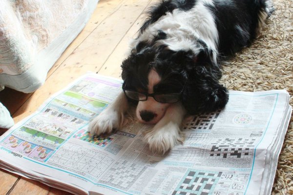 Tell us about (or show us!) the funniest places you've found your pet for a chance to win a Christmas hamper worth £100 and a copy of Oi Frog! by Kes Gray and Jim Field.