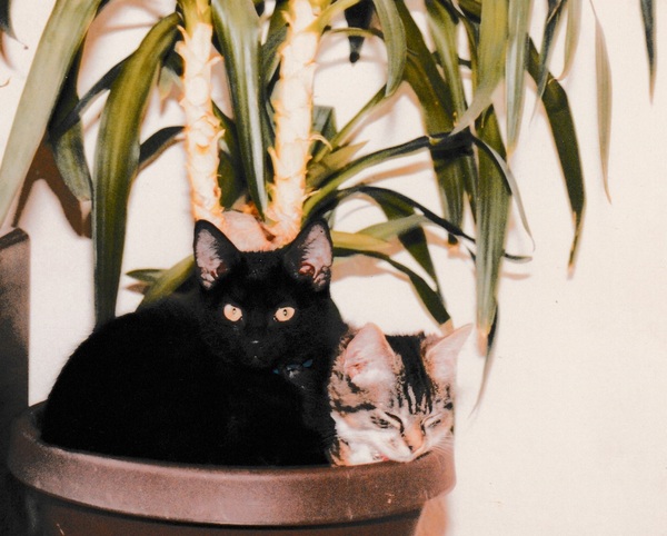 Tell us about (or show us!) the funniest places you've found your pet for a chance to win a Christmas hamper worth £100 and a copy of Oi Frog! by Kes Gray and Jim Field.