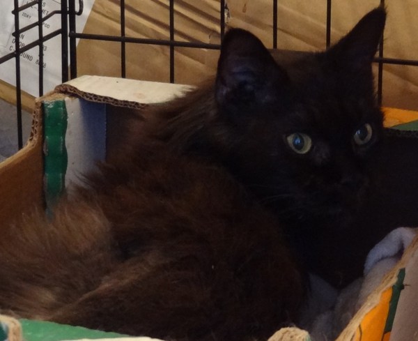 Maine Coons and re-catting.