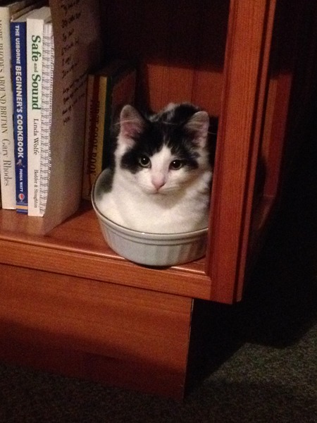 Tell us about (or show us!) the funniest places you've found your pet for a chance to win a Christmas hamper worth £100 and a copy of Oi Frog! by Kes Gray and Jim Field.