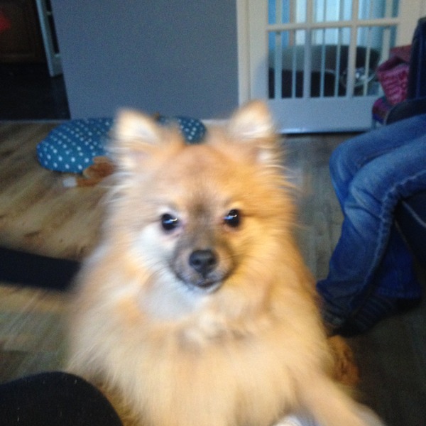 Meet my latest foster dog